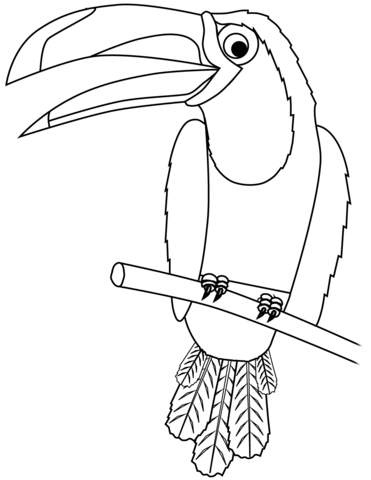 Toucan  Coloring Page